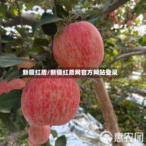 新疆红盾/新疆红盾网官方网站登录-第2张图片