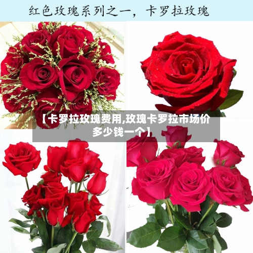【卡罗拉玫瑰费用,玫瑰卡罗拉市场价多少钱一个】